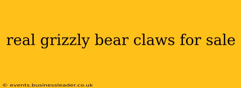 real grizzly bear claws for sale