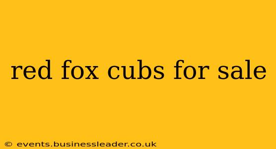 red fox cubs for sale
