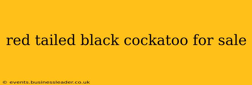 red tailed black cockatoo for sale