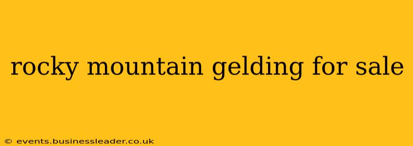rocky mountain gelding for sale