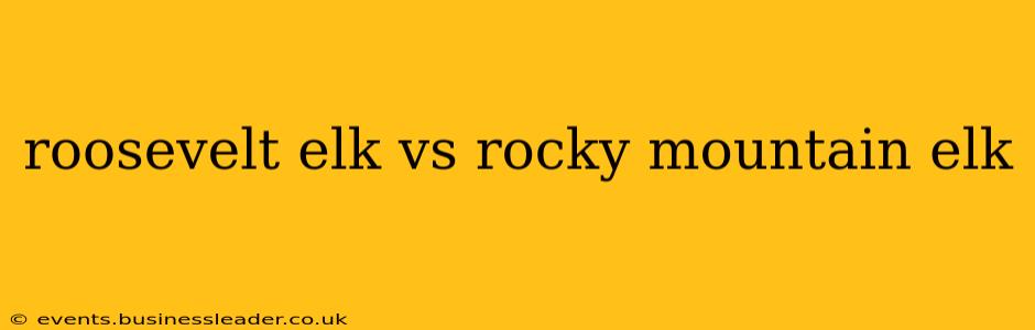 roosevelt elk vs rocky mountain elk