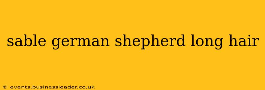 sable german shepherd long hair