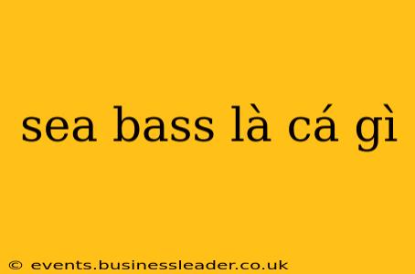 sea bass là cá gì