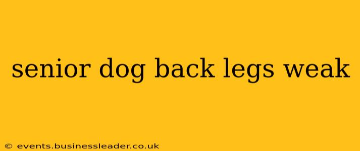 senior dog back legs weak