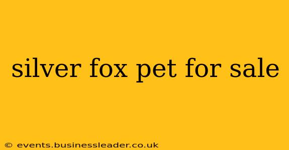silver fox pet for sale