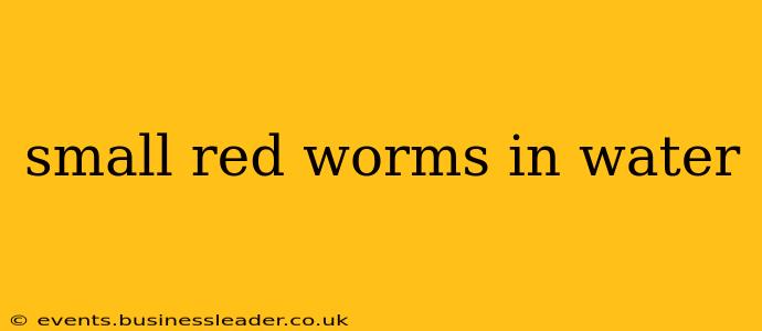 small red worms in water