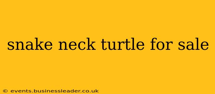 snake neck turtle for sale