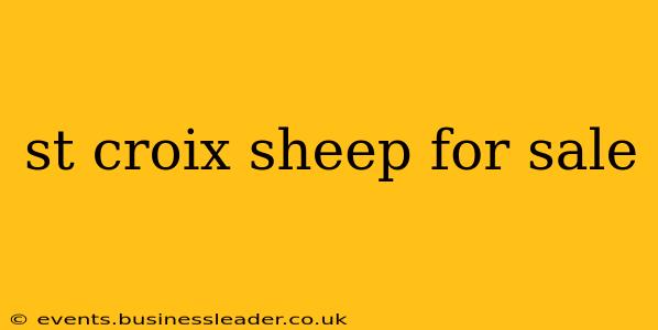 st croix sheep for sale
