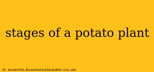 stages of a potato plant