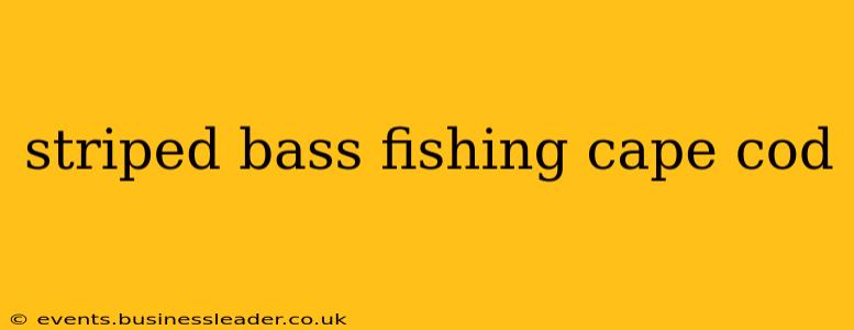 striped bass fishing cape cod