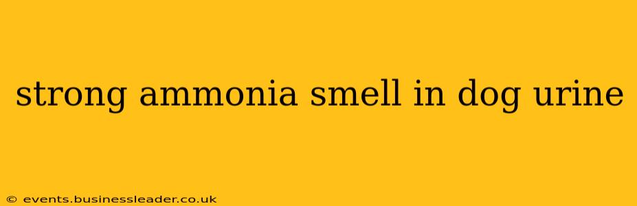 strong ammonia smell in dog urine