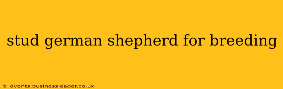 stud german shepherd for breeding