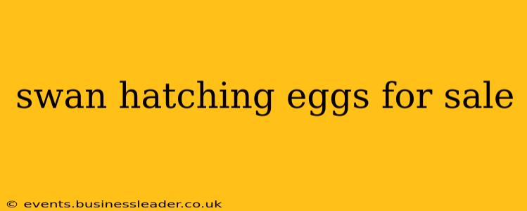 swan hatching eggs for sale