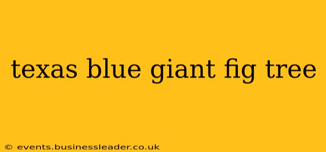 texas blue giant fig tree
