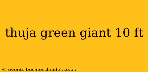 thuja green giant 10 ft