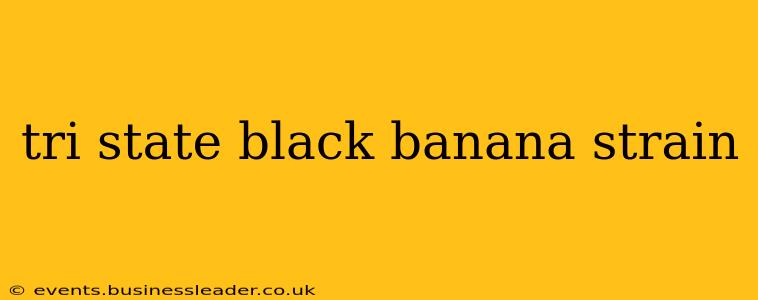 tri state black banana strain