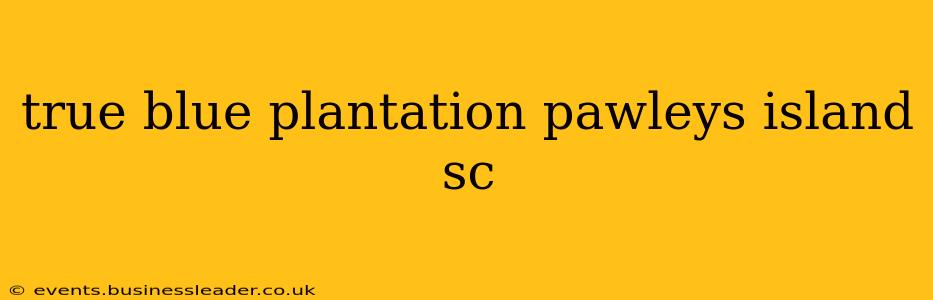 true blue plantation pawleys island sc