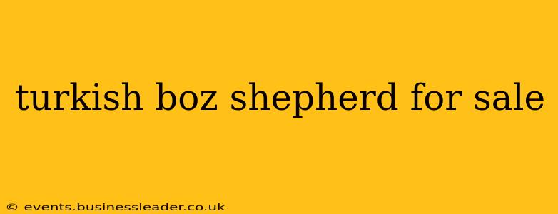 turkish boz shepherd for sale