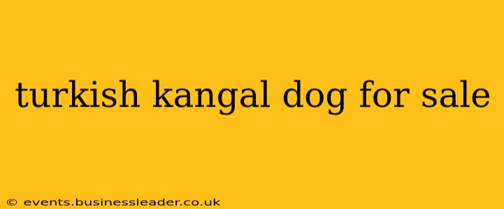 turkish kangal dog for sale