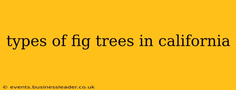 types of fig trees in california