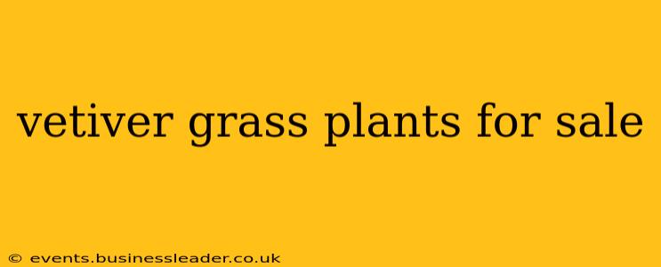 vetiver grass plants for sale