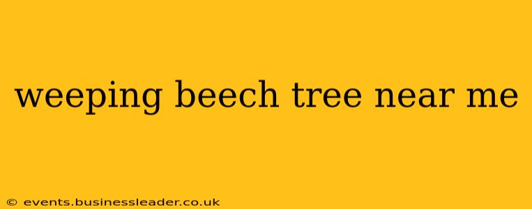 weeping beech tree near me