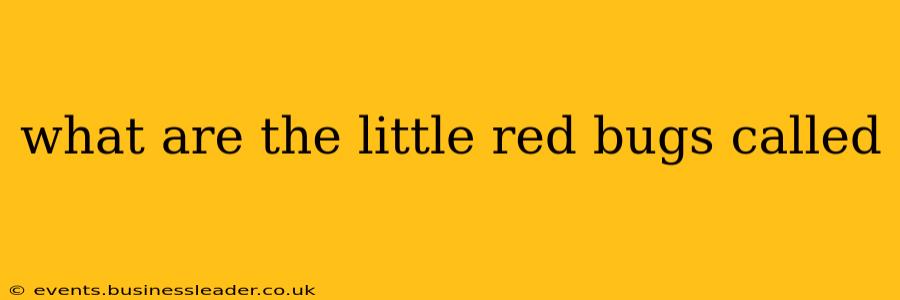 what are the little red bugs called