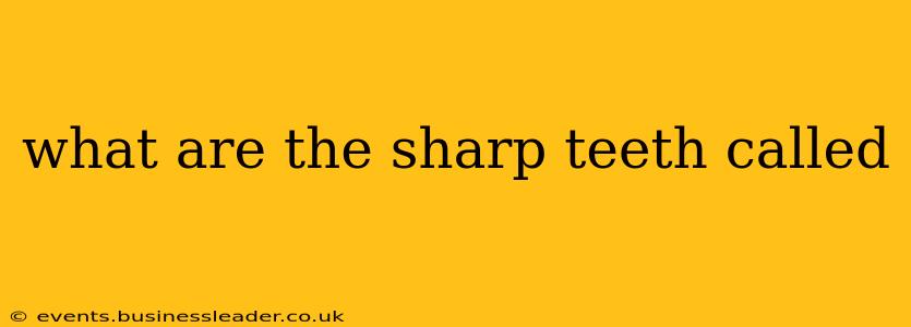 what are the sharp teeth called