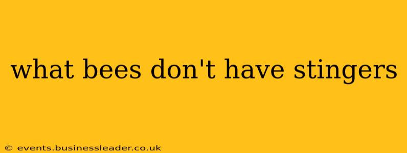 what bees don't have stingers