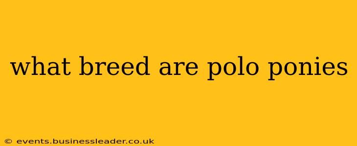what breed are polo ponies