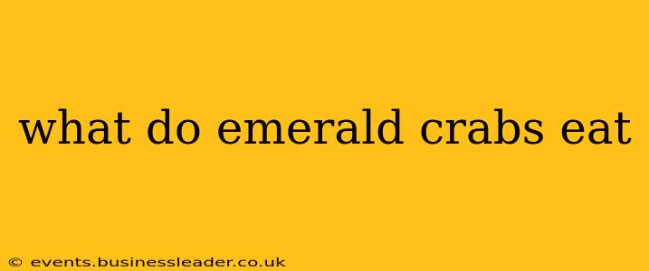 what do emerald crabs eat