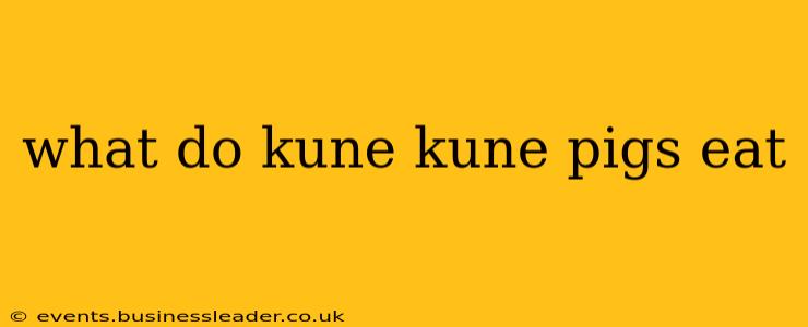 what do kune kune pigs eat