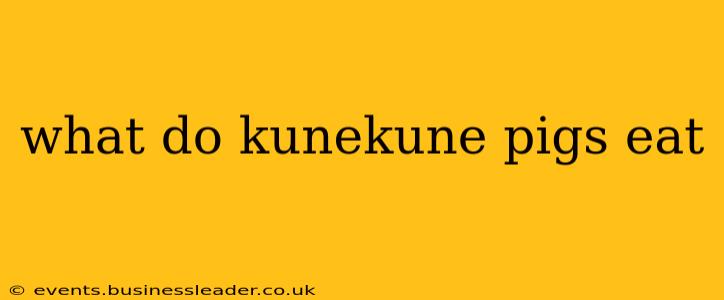 what do kunekune pigs eat