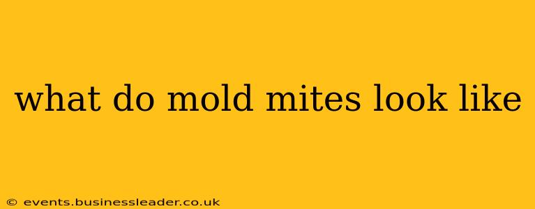 what do mold mites look like