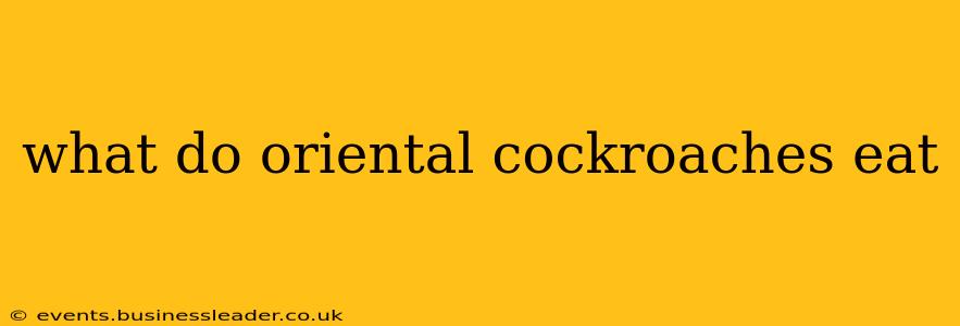 what do oriental cockroaches eat