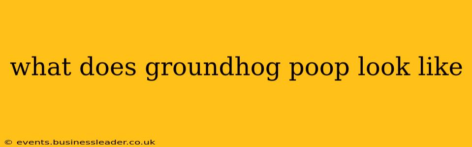 what does groundhog poop look like
