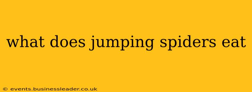 what does jumping spiders eat