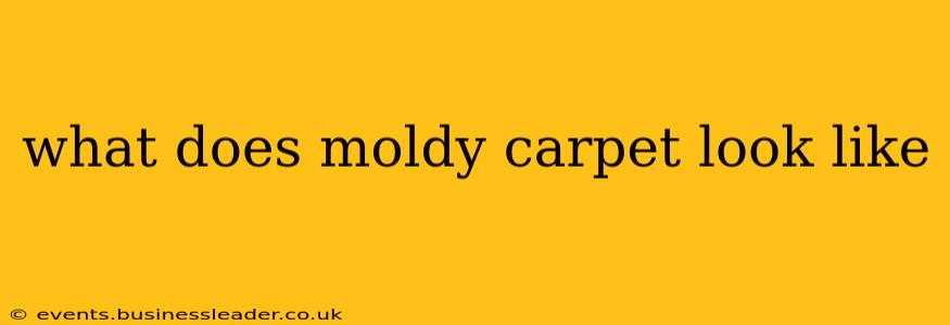 what does moldy carpet look like