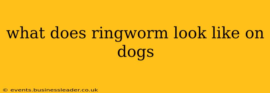 what does ringworm look like on dogs
