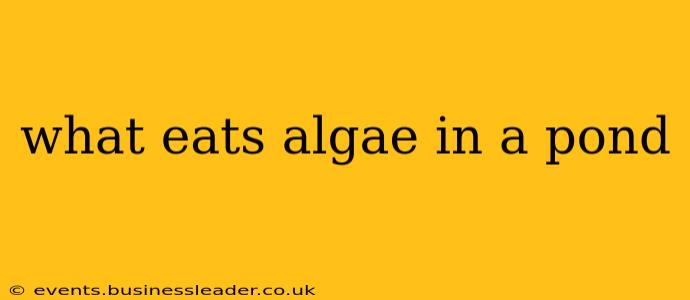 what eats algae in a pond