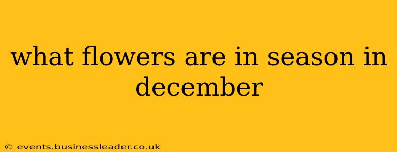 what flowers are in season in december