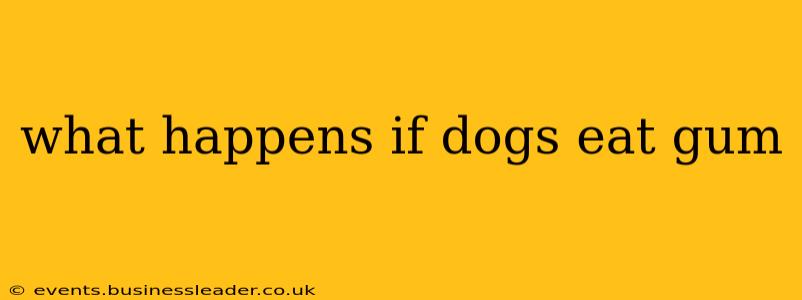 what happens if dogs eat gum