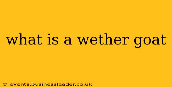 what is a wether goat