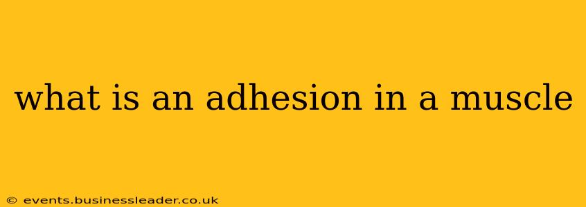 what is an adhesion in a muscle