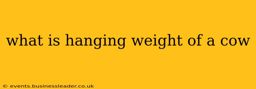 what is hanging weight of a cow