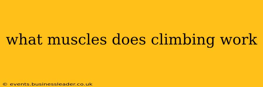 what muscles does climbing work