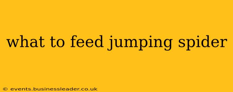 what to feed jumping spider