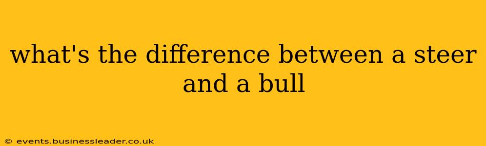 what's the difference between a steer and a bull