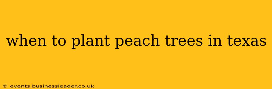 when to plant peach trees in texas