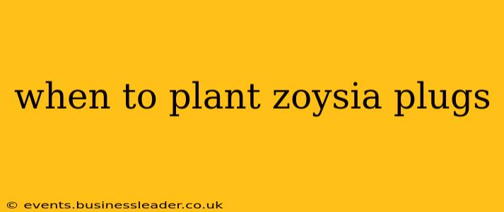 when to plant zoysia plugs